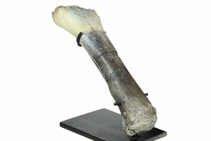 Fossil Phytosaur Tibia on Metal Stand - Arizona #173483